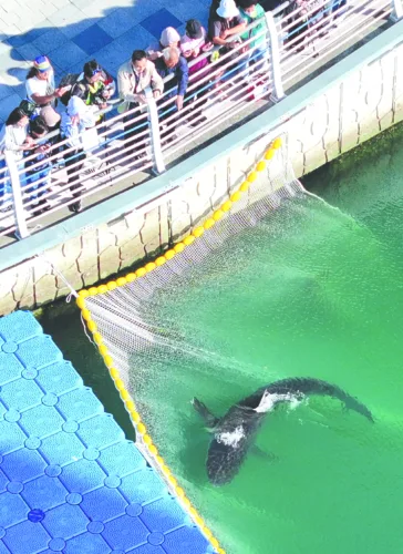 Korean city continues trying to free shark from canal
